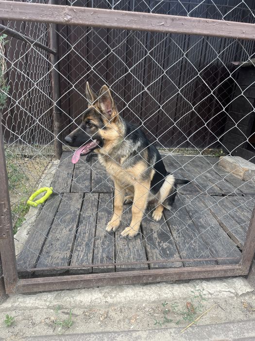 Вязка Німецької вівчарки