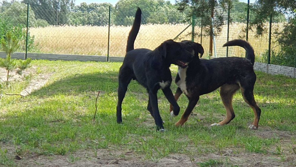 Hugo i Boss  w schronisku w lututowie aktualne