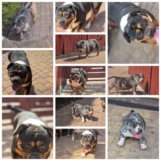 american bully szczenię z metryką
