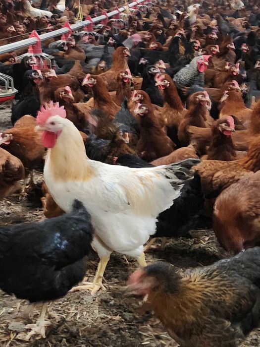 Kury nioski Rosa z jajkiem z własnej hodowli. Messa i Leghorn. Dowóz.