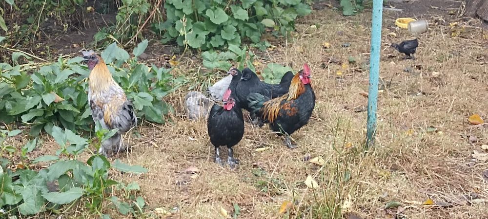 Продам молодих пухових курей