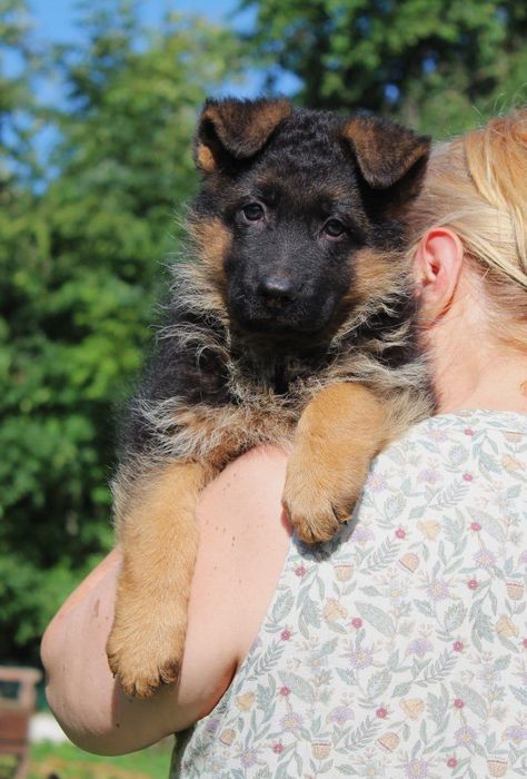 Цуценята німецької вівчарки. Документи КСУ.