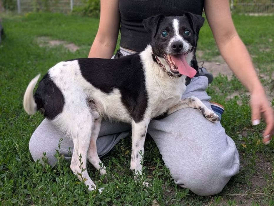 Samed - słodko senior, który kocha człowieka do adopcji!