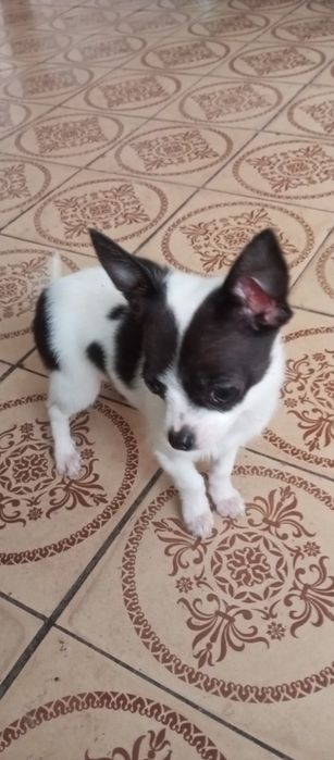 Маленька дюймовочка