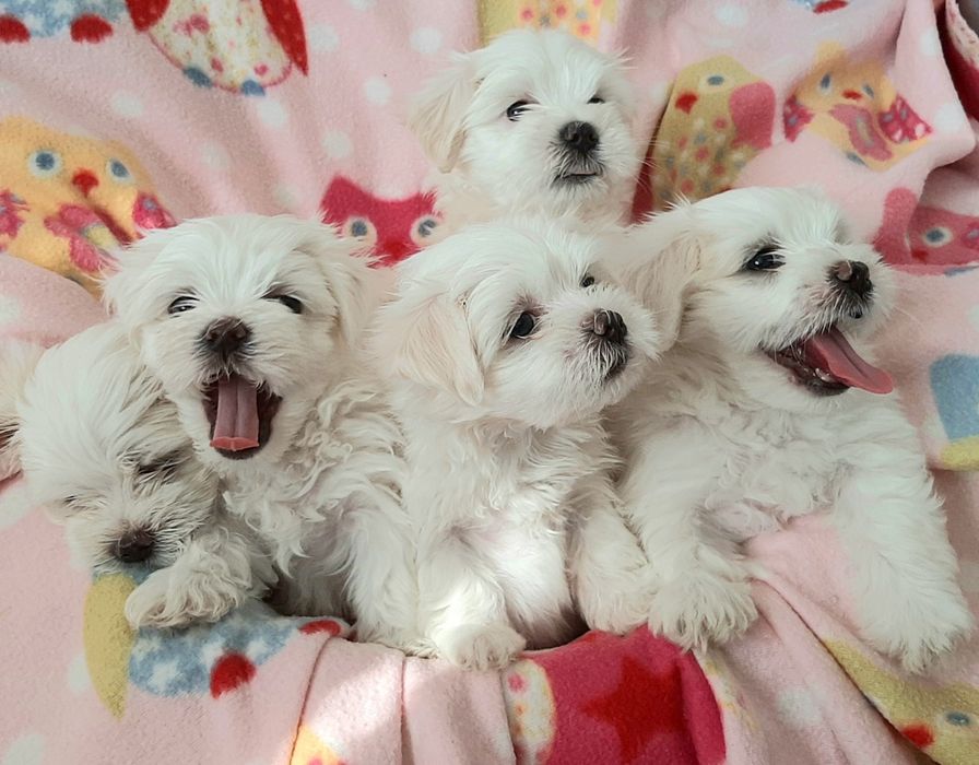 Мальтезе супер малята