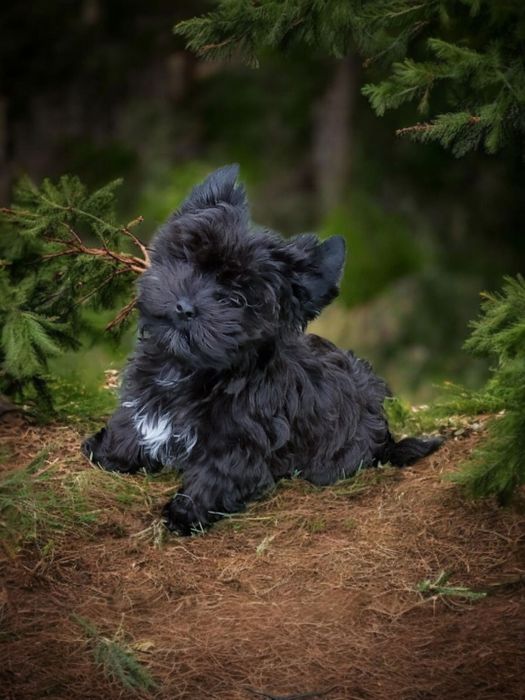 **FENOMENALNY** chłopczyk black Yorkshire Terrier