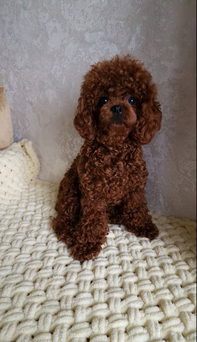 Maltipoo F2, teddy!
