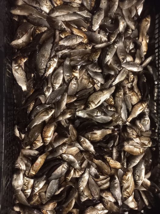 Живець карасик  з власної водойми