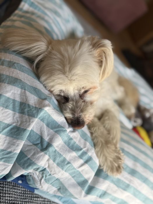 Domowy Hotel dla Zwierzaków