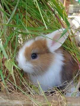 Coelhos anões bebés