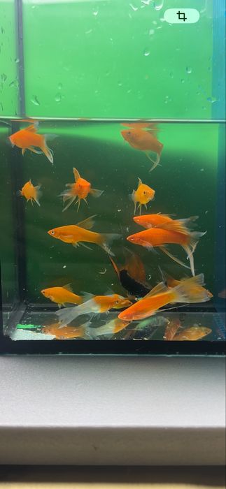 Месеносець , анциструси , та інші