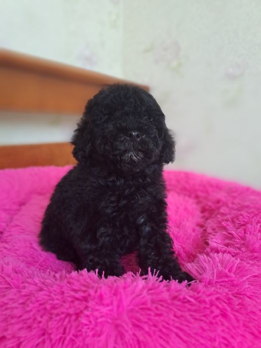 Той пудель девочка