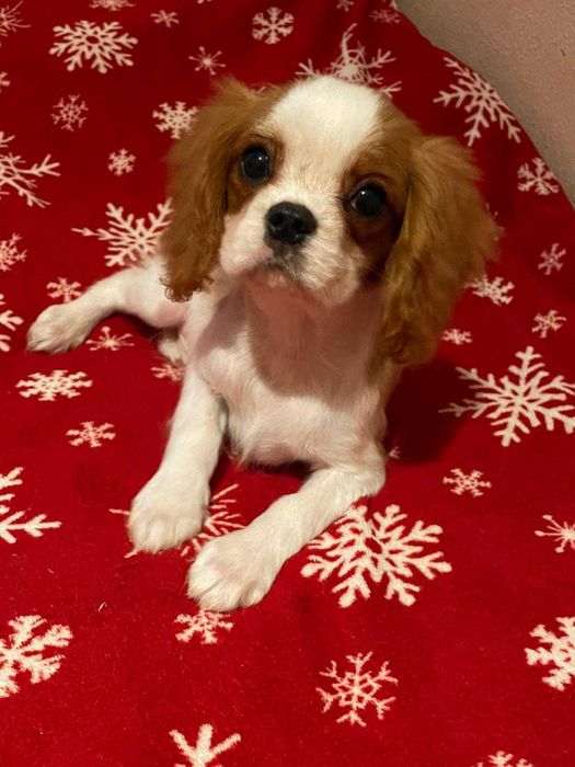 Cavalier King Charles Spaniel*Śliczny piesek