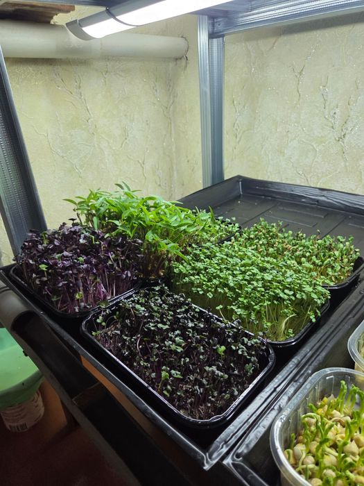 Вітграс та мікрозель