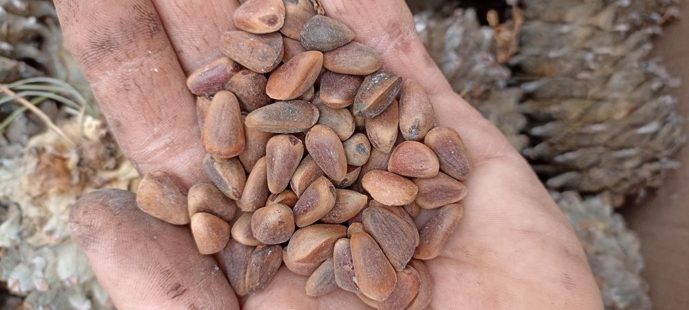 Сосна кедрова Корейська шишки насіння Кедр корейськи Маньчжурський