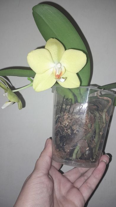 Орхідея мікі азія Амадеус