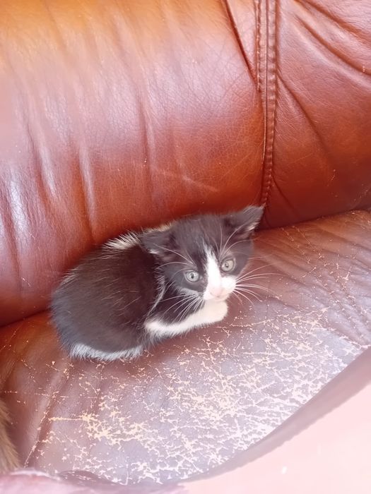 Gatos bebes para dar