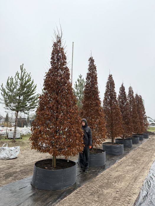 Липа Платан Ліквідамбр Сакура Клен Дуб