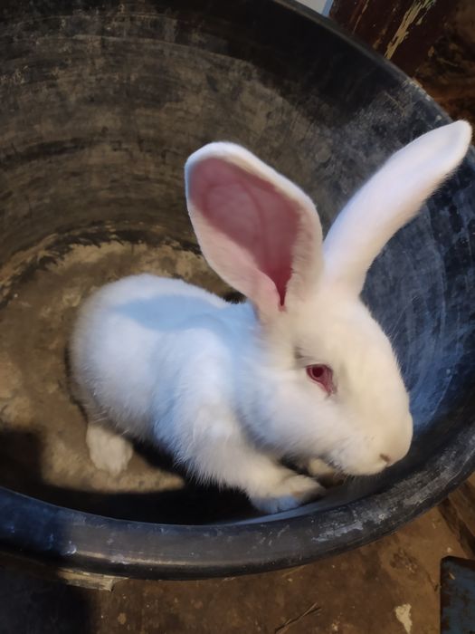 Кролики, крольчата на продажу