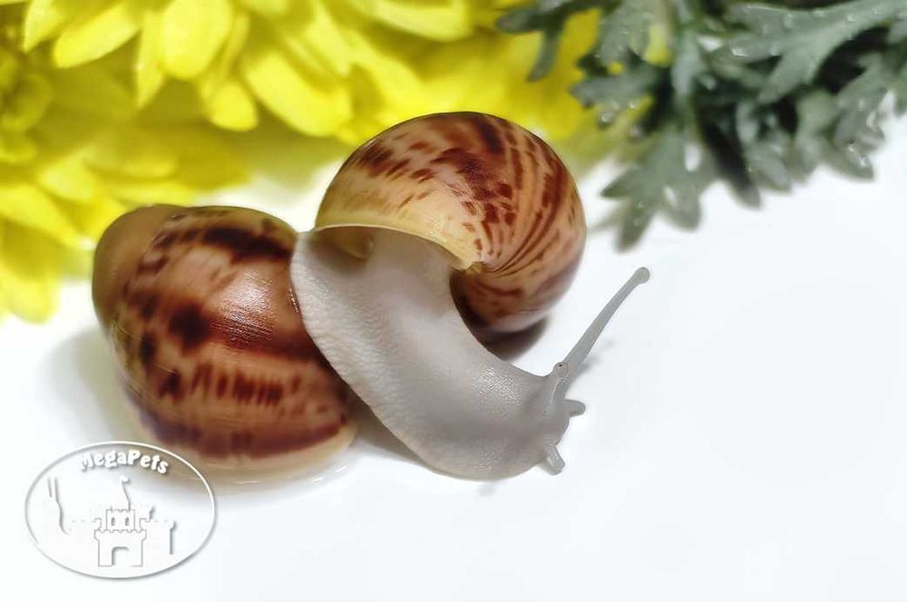 Archachatina marginata ovum silver Ślimaki Lissachatina Achatina Wije
