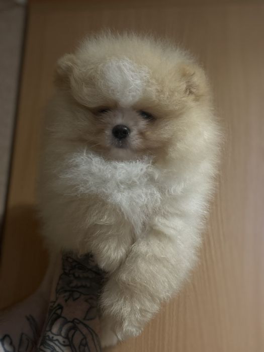 шикарний Хлопчик шоу класу