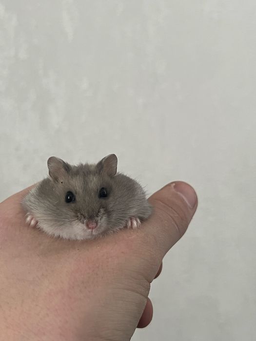 Продаю Джунгарських хомячків.