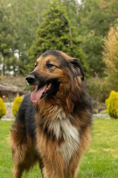 LUIS poleca się do adopcji
