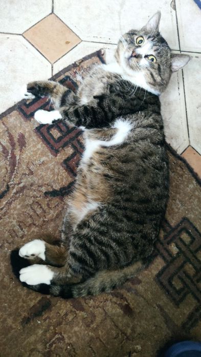 Безкоштовні милі котики