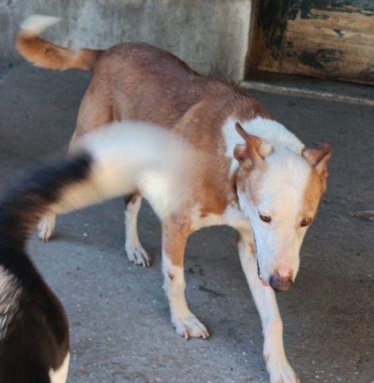 Capitão- cão podengo de porte médio para adoção
