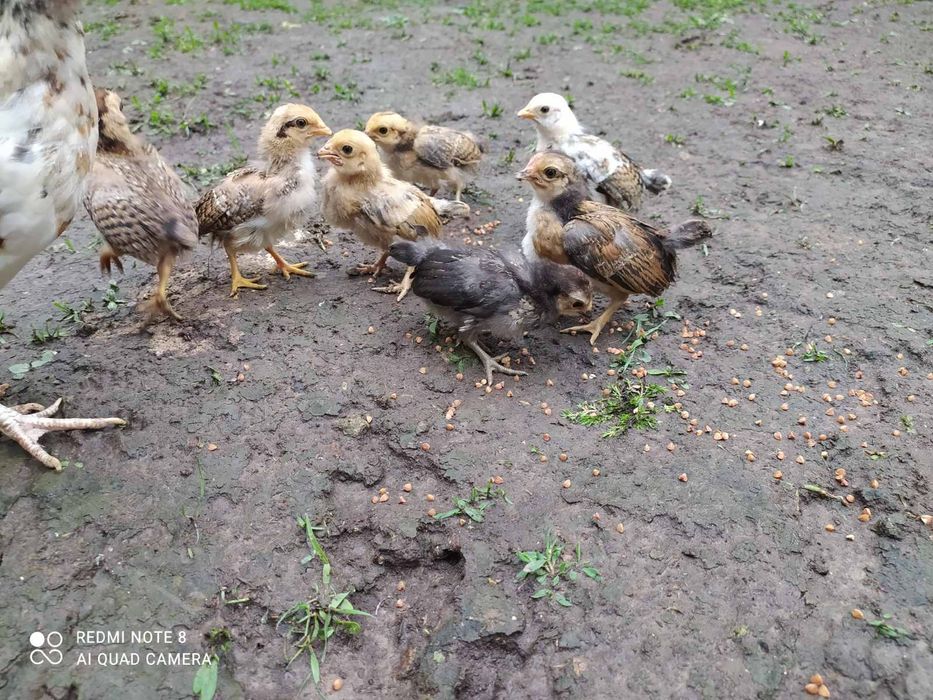 Карликові кури!!! Американки! Бентамки!