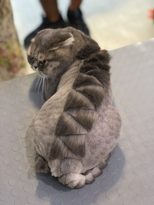 Стрижка котів та кицьок,грумер,вичісування,стрижка котов,чистка зубов