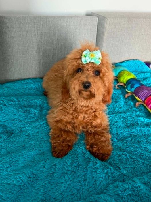 Maltipoo & pudel toy - mini suczka