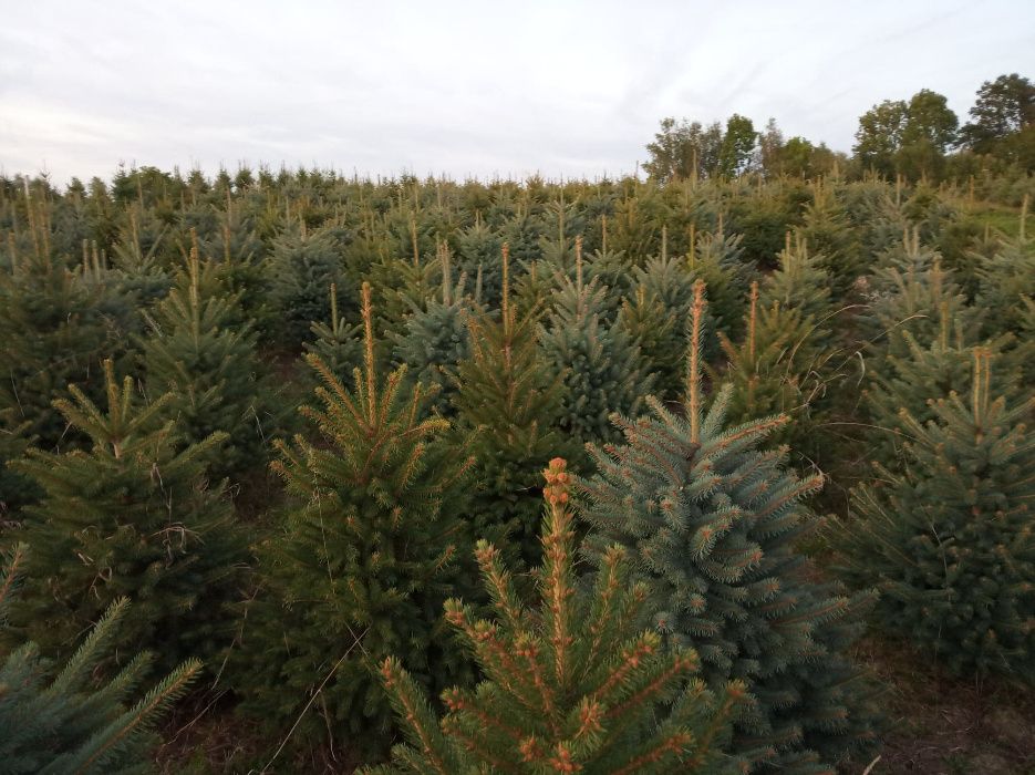 Choinki, jodła kaukaska ,cięte, doniczkowe Producent,Ruczaj, Bronowice