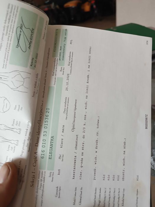 Konie zimnokrwiste