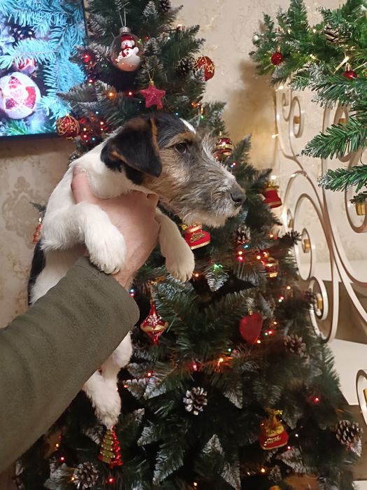 Прекрасные привитые родословные Фоксы