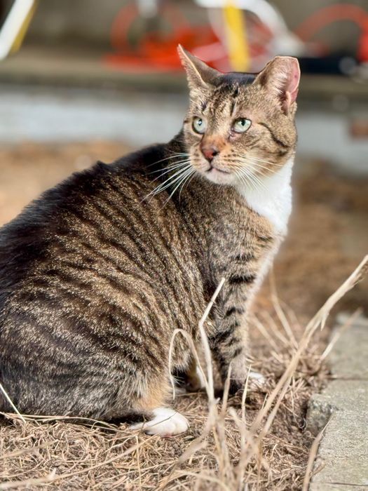 Conchilla piękność w kocim futerku szuka domu