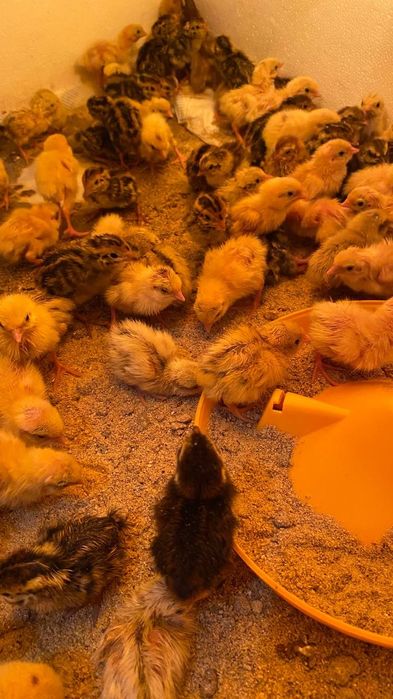Продам перепілок тижневих