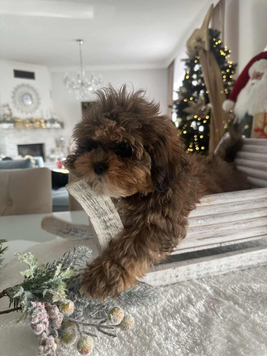 Piekna sunia Cavapoo F1