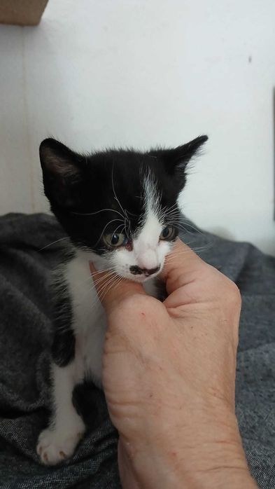 Gato bebé para adoção consciente
