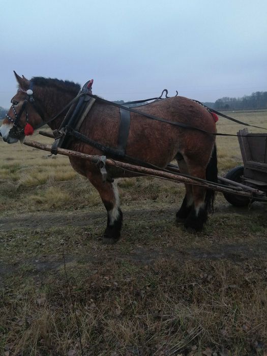 Sprzedam klacz gniadą 8 lat