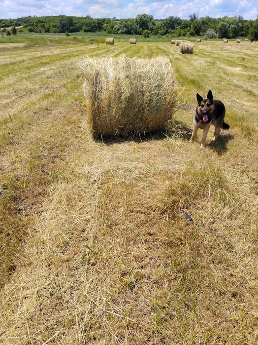 Продам сіно лугове, різнотрав"я, круглі тюки.