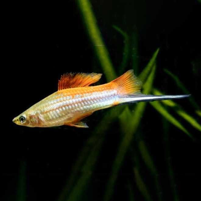 GB Mieczyk Zielony / Jabłkowy - dowóz ryb!