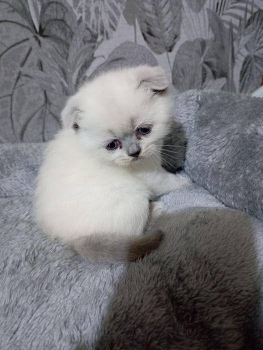 Продаємо гарних,ласкавих,віслоухих кошенят