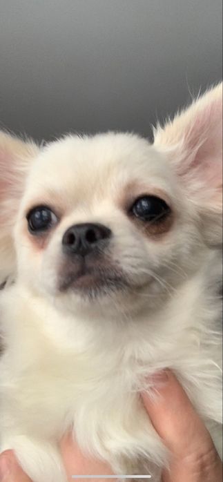 Chihuahua długowlosy samiec