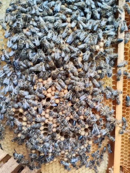 Гомогенат бджолиний нативний