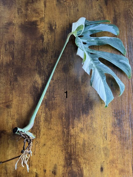 Szczepka monstera variegata