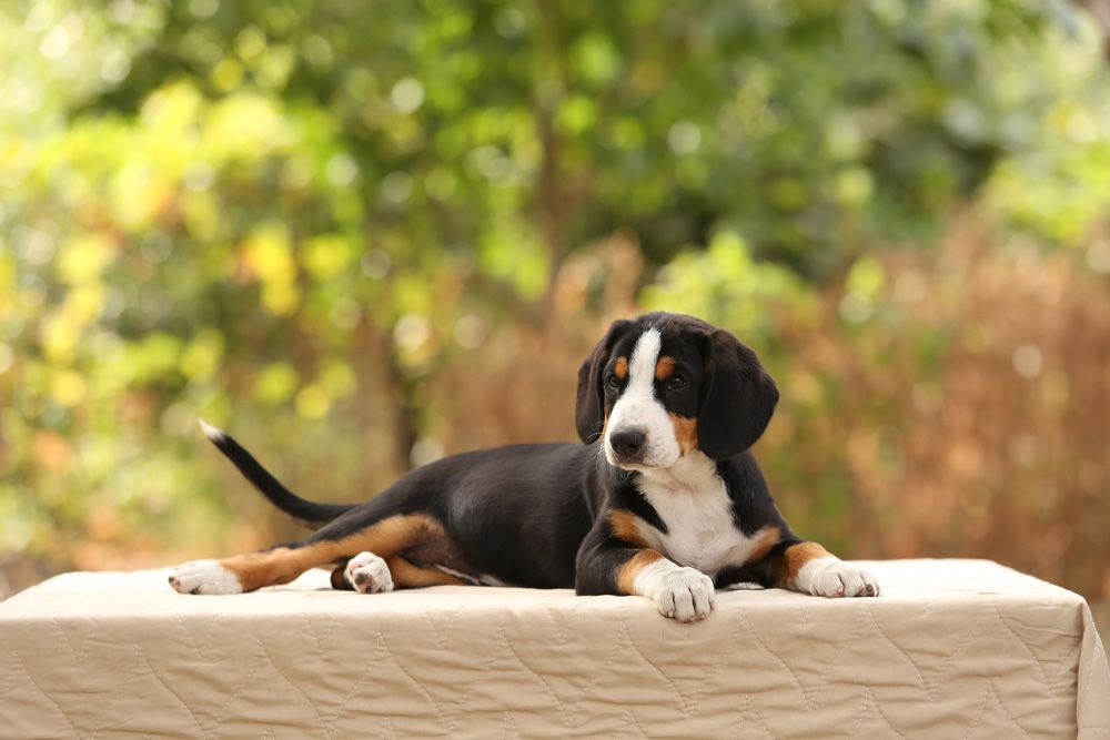 Ентлебухер Энтлебухер зенненхунд цуценята