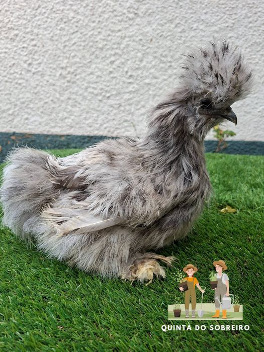 Galos diversas raças