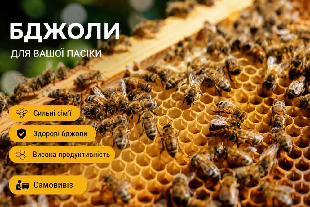 Бджолопакети  продам