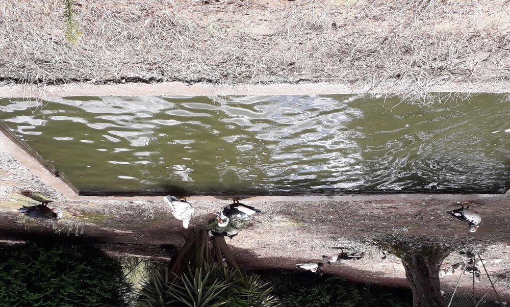 Patos mudos machos e fémeas